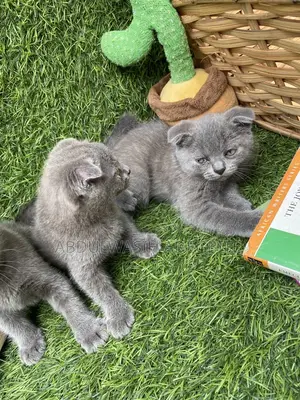 1-3 months Male Purebred Scottish Fold
