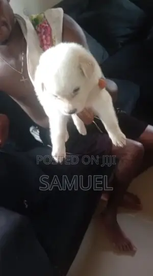 1-3 months Male Purebred American Eskimo