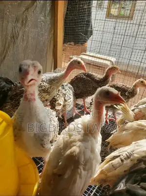 5 Weeks Old Turkey Poults