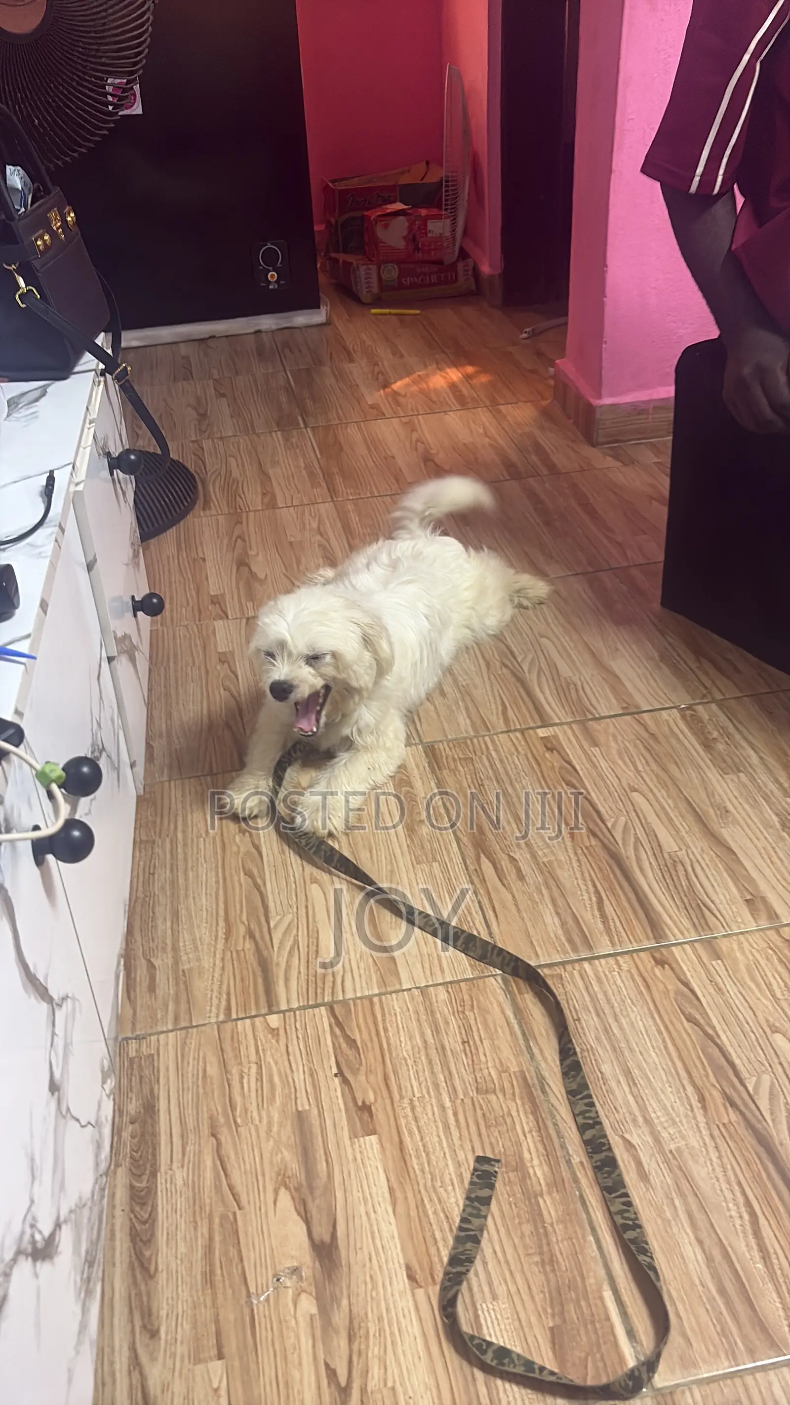 1+ year Female Purebred Lhasa Apso