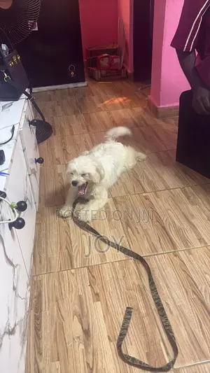 1+ year Female Purebred Lhasa Apso