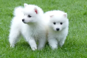1-3 months Female Purebred American Eskimo