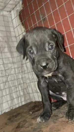 1-3 months Female Purebred Cane Corso