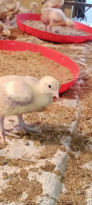 3-Weeks Old Broilers