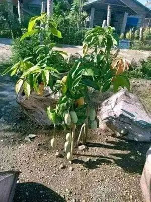 Mango Different Types