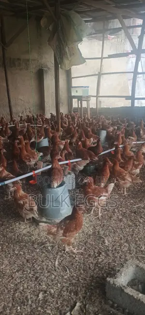 Pullets 14 Weeks Point of Cage