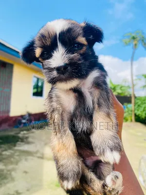 0-1 month Male Purebred Lhasa Apso