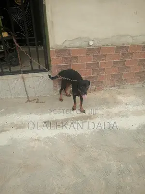 6-12 months Male Purebred Rottweiler