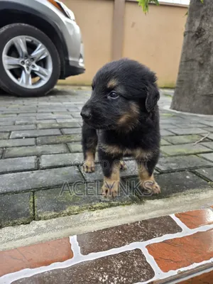 1-3 months Female Purebred German Shepherd