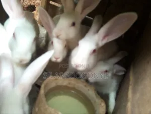 Rabbit Winners and Mature Rabbits Available for Sale
