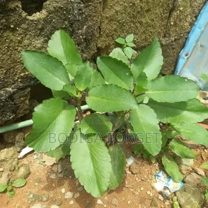 Miracle Leaf Plant