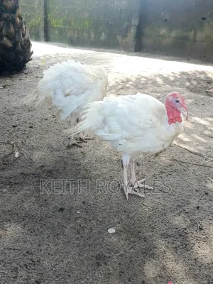 4 Months Old Big Foreign Turkey Available for Sale