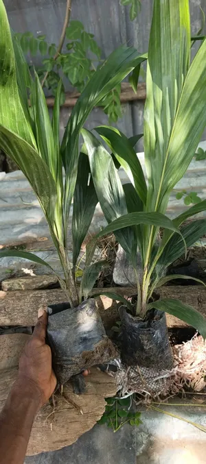 Premium Tenera Oil Palm Seedlings Available