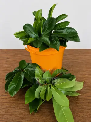 Soursop Leaves( Fresh and Dried)