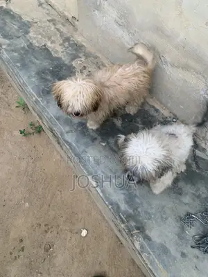 6-12 months Female Purebred Lhasa Apso