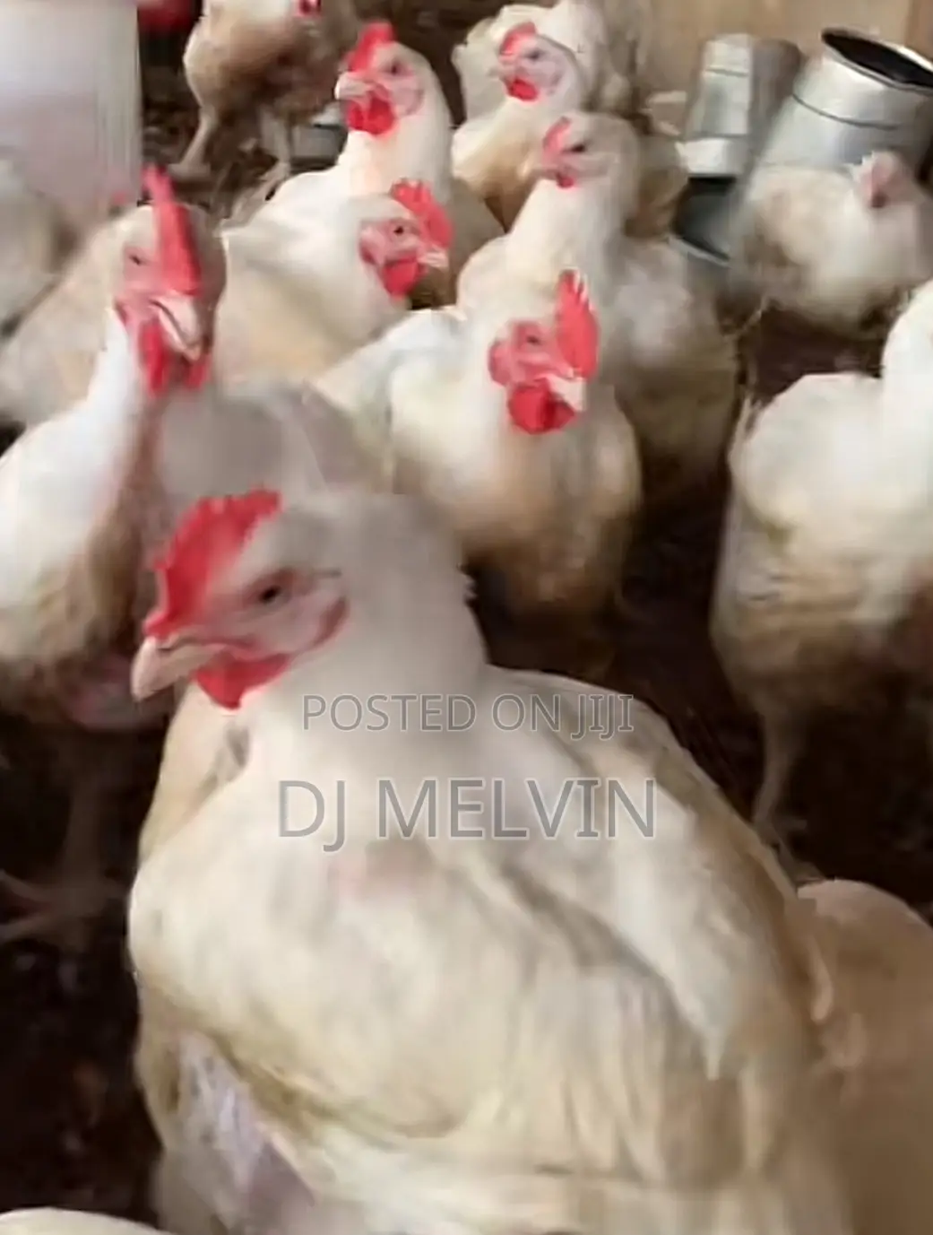 Broilers Chicken 7months Old