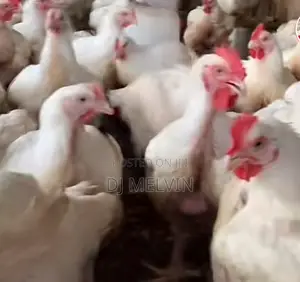 Broilers Chicken 7months Old