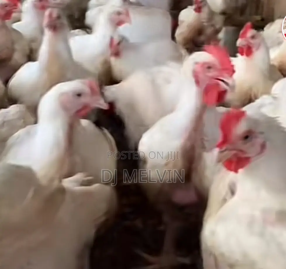 Broilers Chicken 7months Old