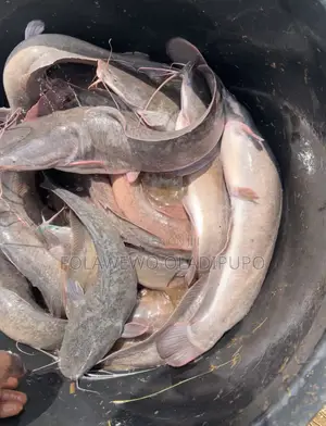 Catfish Available