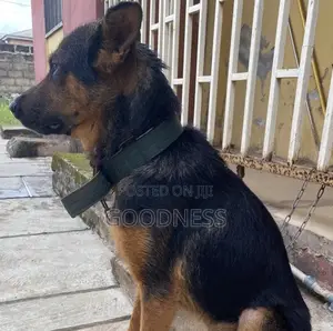 1+ year Male Mixed Breed German Shepherd