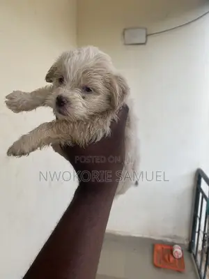 1-3 months Female Purebred Lhasa Apso
