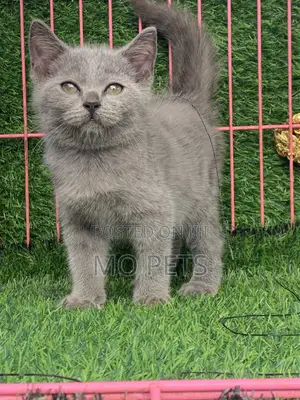 1-3 months Male Purebred British Shorthair