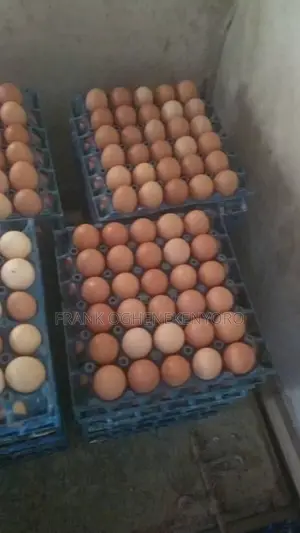 Large and Medium Sized Eggs