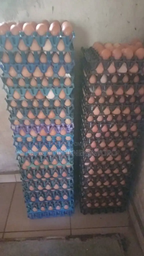 Large and Medium Sized Eggs