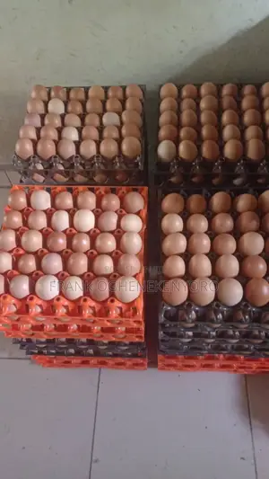 Large and Medium Sized Eggs