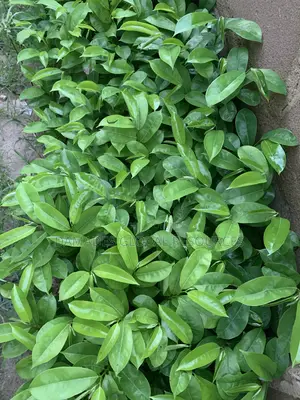 Soursop Seedling (Hybrid and Early Maturing)