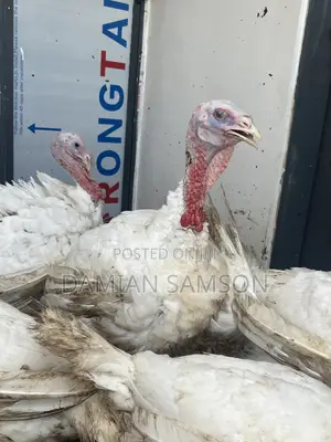 Live Foreign Turkey