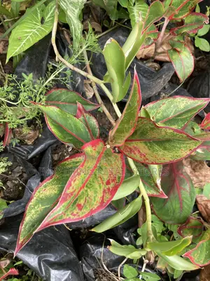 Red Chinese Evergreen Plant for Sale in Lagos, Nigeria (57)