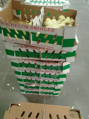 Day Old Broiler,Pullet,Local Turkey, Imported Turkey E.T.C.