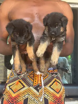 1-3 months Female Purebred German Shepherd