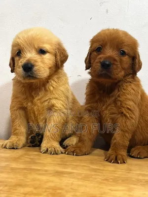 1-3 months Female Purebred Golden Retriever