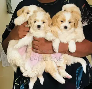 1-3 months Female Mixed Breed Shih Tzu