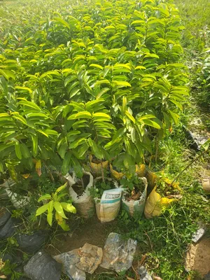 Soursop Plant Trees