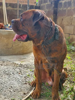 1+ year Male Purebred Boerboel