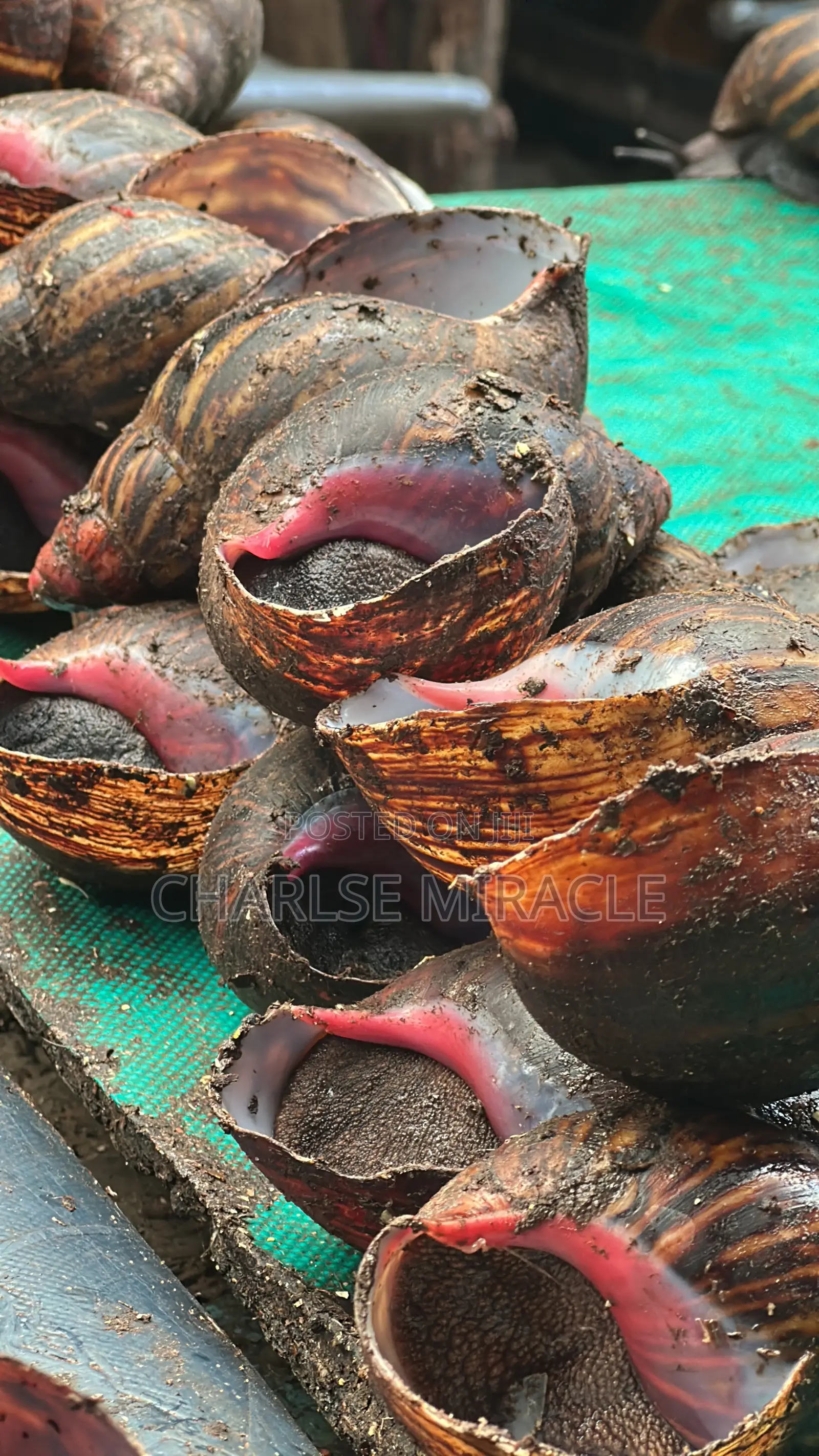 Jumbo ,Big Fresh Snails
