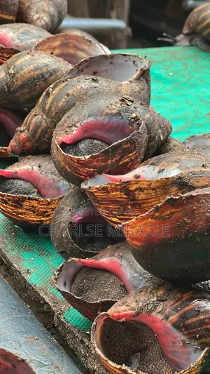 Jumbo ,Big Fresh Snails