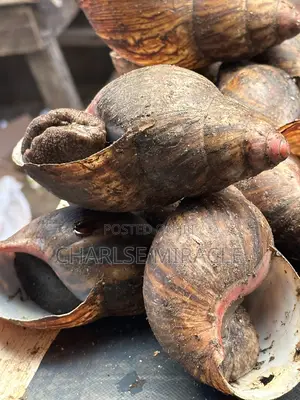 Jumbo ,Big Fresh Snails