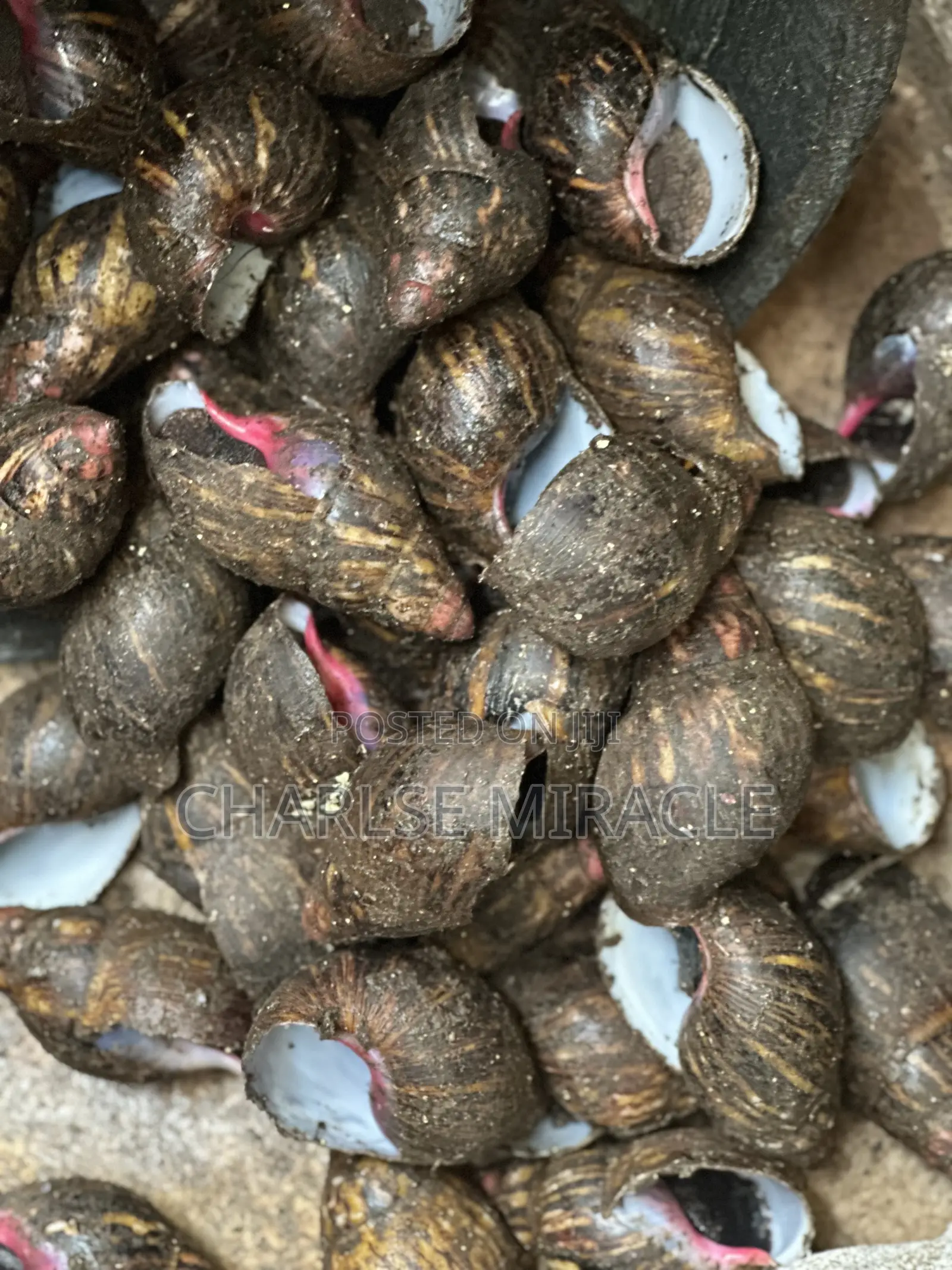 Jumbo ,Big Fresh Snails