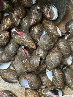 Jumbo ,Big Fresh Snails