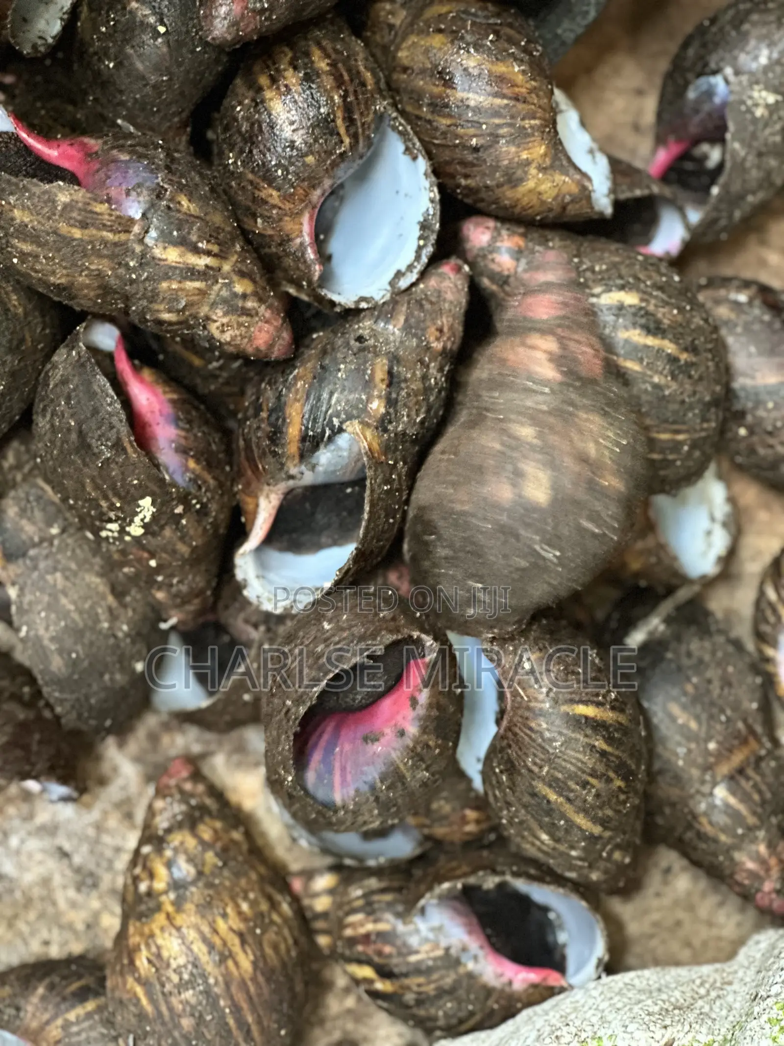 Jumbo ,Big Fresh Snails