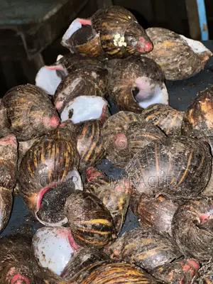 Jumbo ,Big Fresh Snails