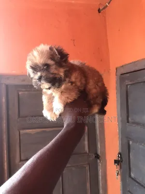 1-3 months Female Mixed Breed Maltese Shih Tzu