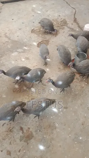 Premium Guinae Fowl