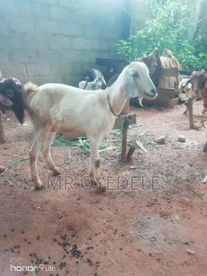 Goat Fir Sale