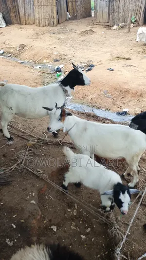 Affordable Healthy and Vaccinated Wads Goat Savanna and Sahelian