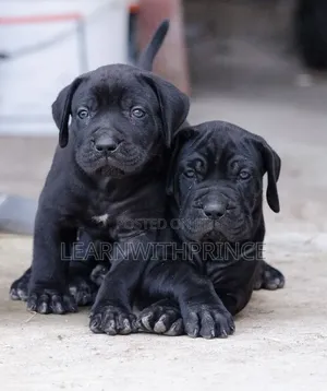 1-3 months Female Purebred Cane Corso